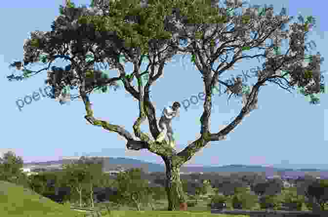 A Golf Ball Is Lodged In A Tree. Babe Ruth And The Scottish Game: Anecdotes Of A Golf Fanatic