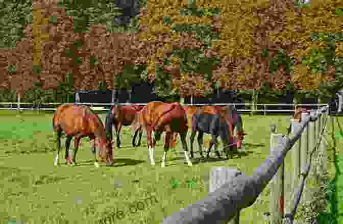 A Group Of October Horses Grazing On Grass. Facing The Fire (The October Horses 2)