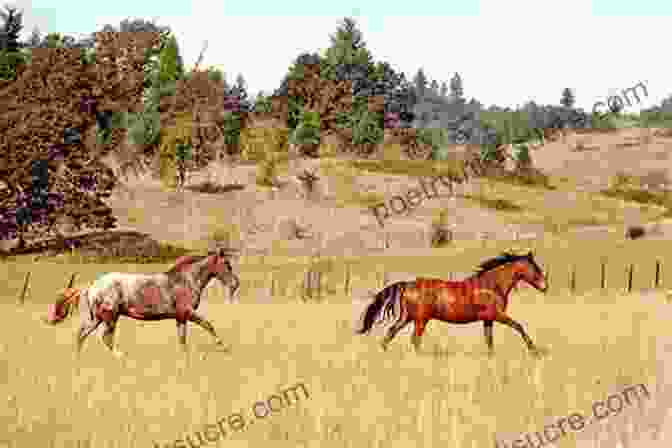 A Group Of October Horses Standing In A Field. Facing The Fire (The October Horses 2)