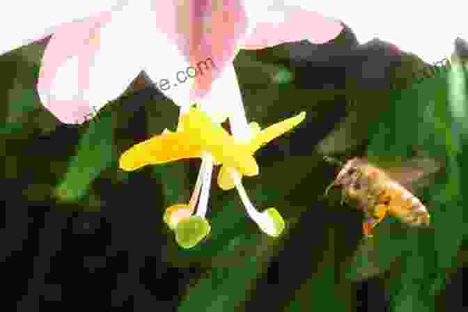 A Picture Of A Bee Hovering Near A Flower GRE Text Completion And Sentence Equivalence Practice Questions (Test Prep Series)