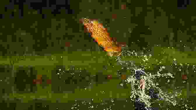 A School Of Trout Swimming Amidst A Rising Water Temperature, Highlighting The Challenges They Face In A Rapidly Changing Climate Love Story Of The Trout: More Award Winning Fly Fishing Stories