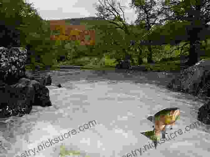 A Trout Leaping Over A Waterfall, Symbolizing Its Resilience And Determination To Survive In The Face Of Adversity Love Story Of The Trout: More Award Winning Fly Fishing Stories