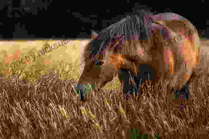 An October Horse Grazing On Grass. Facing The Fire (The October Horses 2)