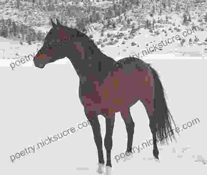 An October Horse Standing In The Snow. Facing The Fire (The October Horses 2)