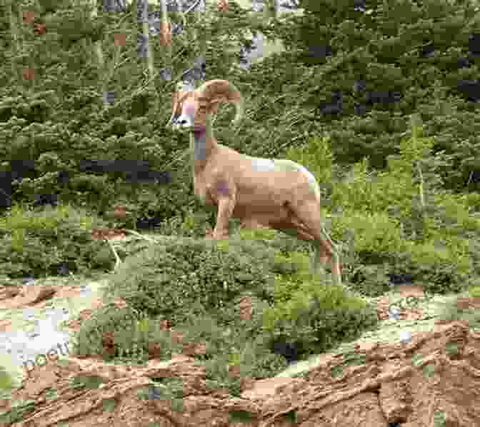 Bighorn Sheep Ram, Glacier National Park Day Hiking: Glacier National Park Western Montana: Cabinets Mission And Swan Ranges Missoula Bitterroots