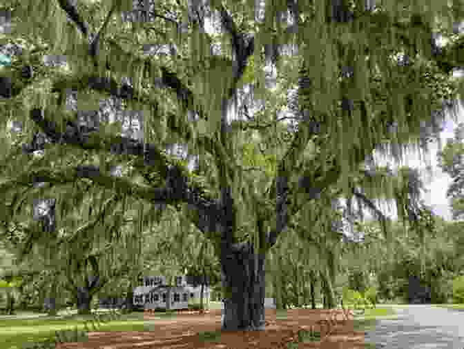 Boat In The South Carolina Lowcountry With Spanish Moss Covered Trees The Intracoastal Waterway Norfolk To Miami: The Complete Cockpit Cruising Guide Sixth Edition