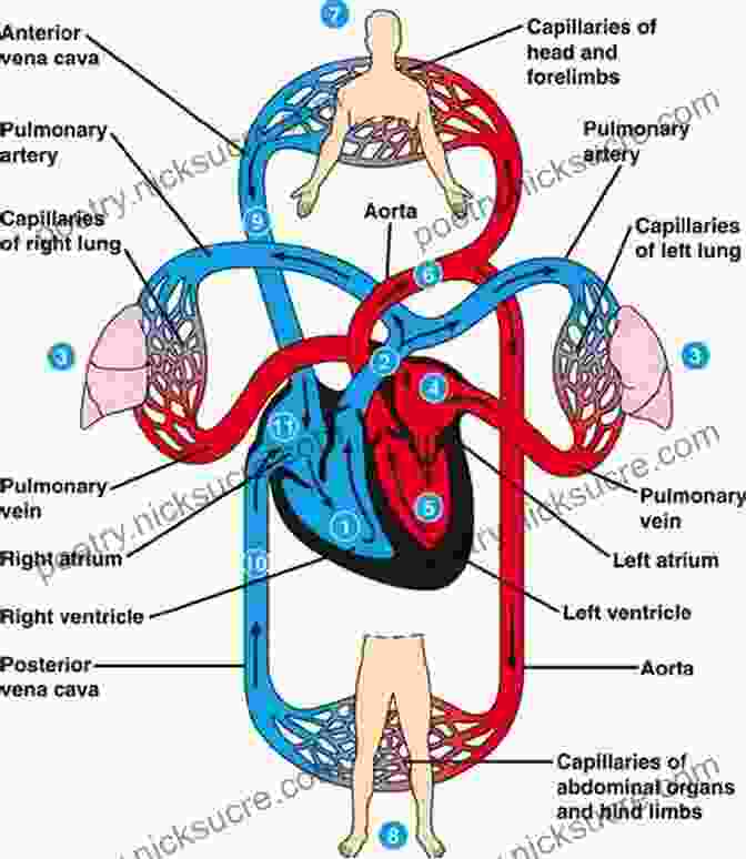 Diagram Of The Cardiovascular System Medical Surgical Nursing E Book: Patient Centered Collaborative Care