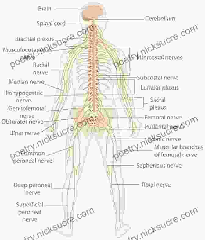 Diagram Of The Nervous System Medical Surgical Nursing E Book: Patient Centered Collaborative Care