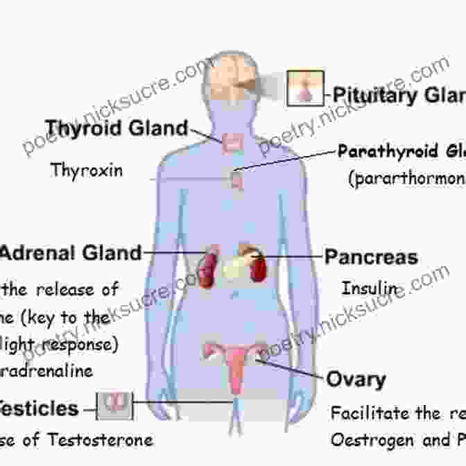 Image Of The Endocrine System Medical Surgical Nursing E Book: Patient Centered Collaborative Care