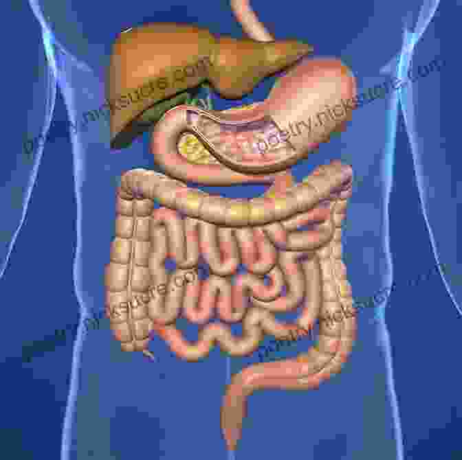 Image Of The Gastrointestinal System Medical Surgical Nursing E Book: Patient Centered Collaborative Care