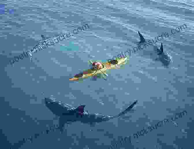 Jim Nalepka Surrounded By A Pod Of Sharks Capsized: Jim Nalepka S Epic 119 Day Survival Voyage Aboard The Rose Noelle