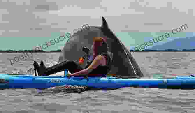 Kayak With Humpback Whales In Clayoquot Sound The Great Western Canada Bucket List: One Of A Kind Travel Experiences (The Great Canadian Bucket List 3)