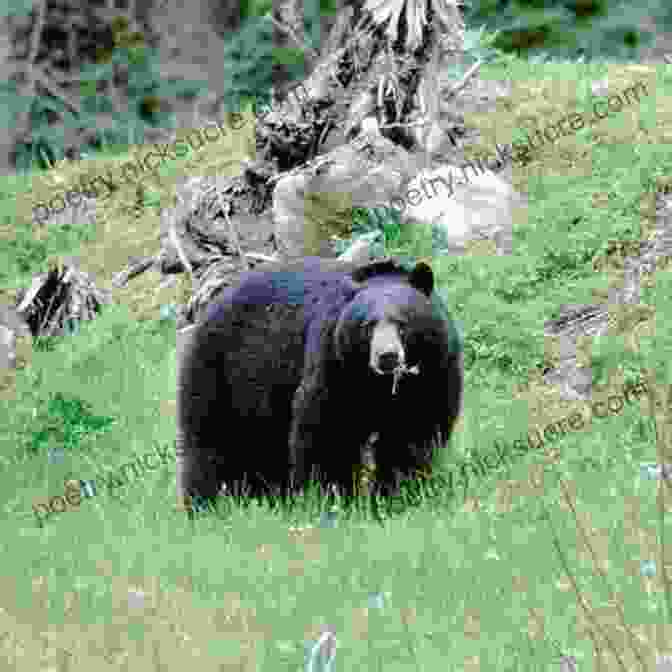 Martin The Bear, A Large, Muscular Black Bear, Stands In A Forest Clearing. His Coat Is Thick And Glossy, And His Eyes Are Bright And Piercing. Two Thousand Grueling Miles L J Martin