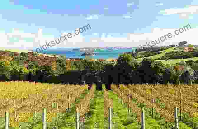 Panoramic View Of The Sprawling Vineyards Of Auckland Martin, Capturing The Picturesque Landscapes And Meticulous Rows Of Vines Creeping Up On Auckland L J Martin