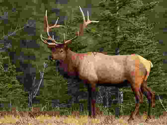 Wildlife Safari In Banff National Park The Great Western Canada Bucket List: One Of A Kind Travel Experiences (The Great Canadian Bucket List 3)